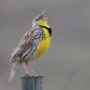 Western Meadowlark (c) Chris Charlesworth