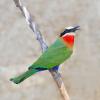 White-fronted Bee-eater (c) Tertious A. Gous
