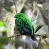 Whitehead's Broadbill (c) Avery Bartels