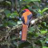 Whitehead's Trogon (c) Avery Bartels