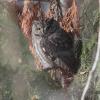 Western Screech-Owl (c) Chris Charlesworth