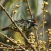 Yellow-spotted Barbet (c) Tim Snieder