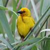 Yellow Weaver (c) Chris Charlesworth