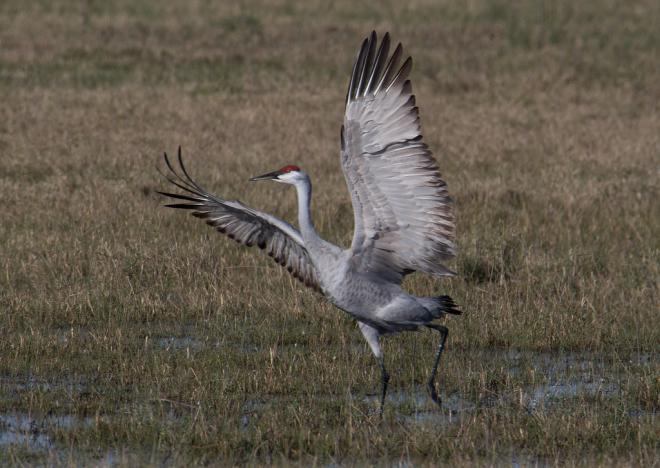 Sandhill Crane (c) Chris Charlesworth