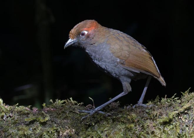 Chestnut-naped Antpitta (c) Chris Charlesworth