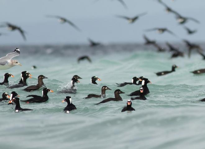 Scoters feeding in the pale blue waters created by Herring spawn. Photo (C) Joachim Bertrands
