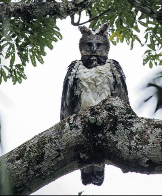 Harpy Eagle (c) Leon Moore