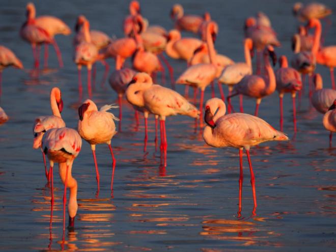 Lesser Flamingos (c) Adrian Hinkle