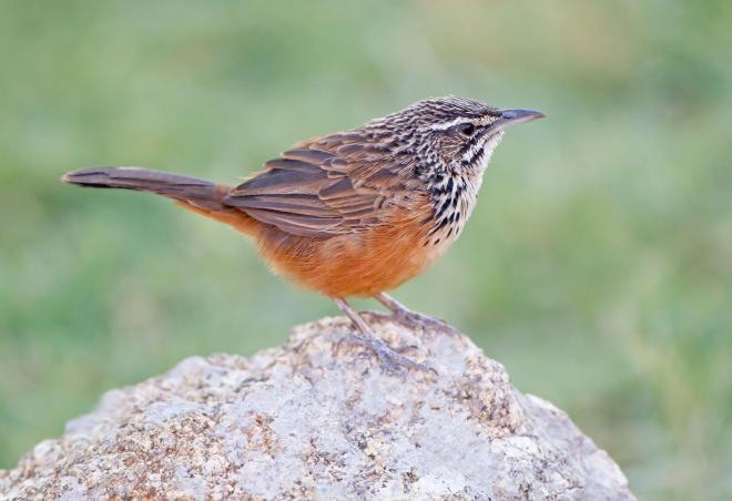 Rockrunner (c) Tertious A. Gous