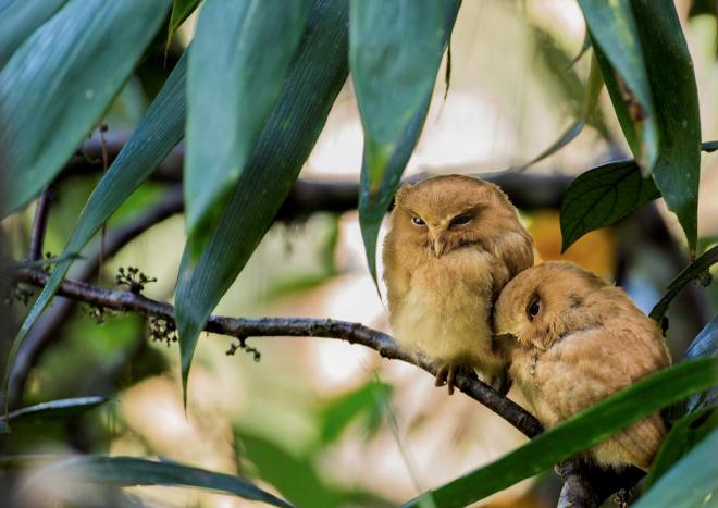 Serendib Scops Owl (c) Rajiv Welikala