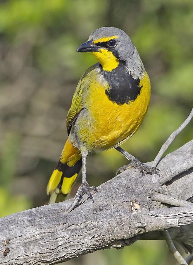 Bokmakierie (c) Tertious A. Gous