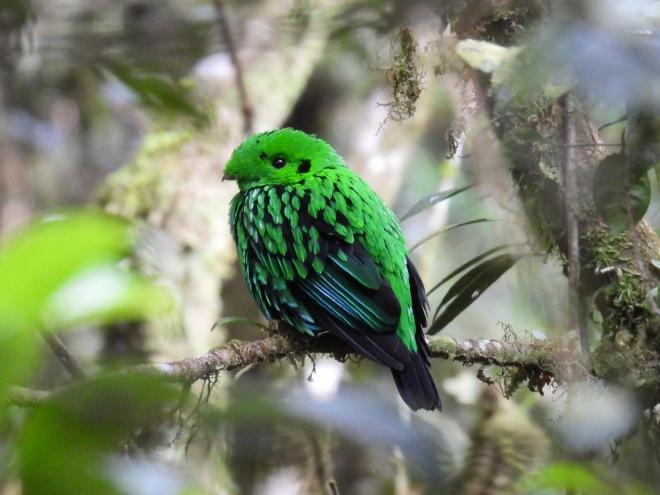 Whitehead's Broadbill (c) Avery Bartels